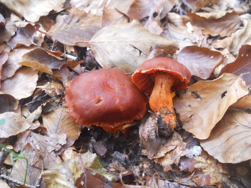 cortinarius-cinnabarinus-141009-monte-tresca