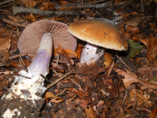 cortinarius-elatior-131014-collina