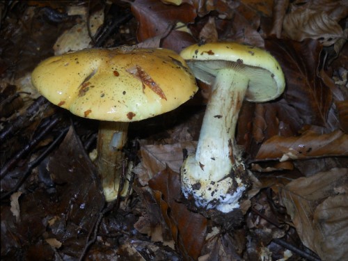 cortinarius-elegantissimus-131013-casa-trogoni