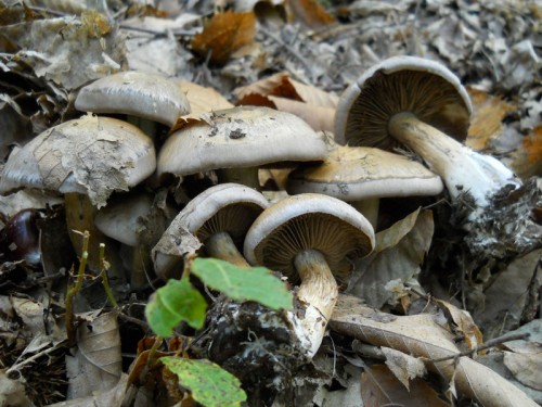 cortinarius-infractus-101009-casa-calistri