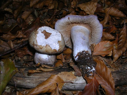 cortinarius-nemorensis-091003-pian-dello-stellaio