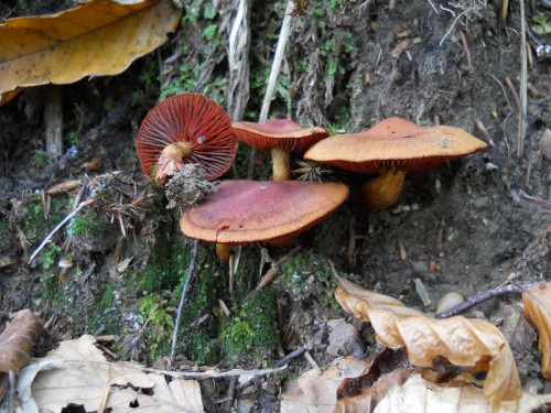 cortinarius-phoeniceus-101008-pracchia