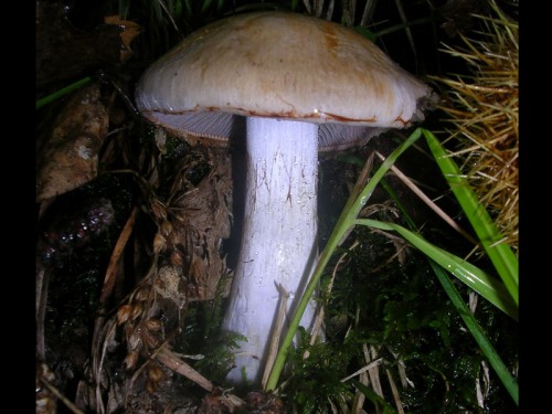 cortinarius-purpurascens-061008-pian-dello-stellaio