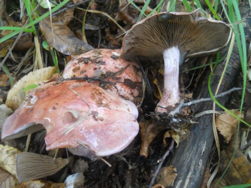 cortinarius-rufo-olivascens-141009-monte-tresca