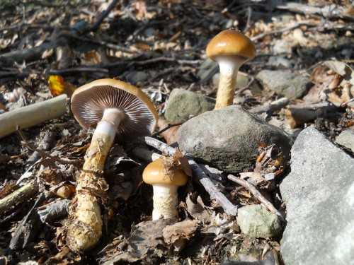 cortinarius-trivialis-121006-pracchia