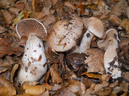 cortinarius-turgidus-131013-casa-trogoni