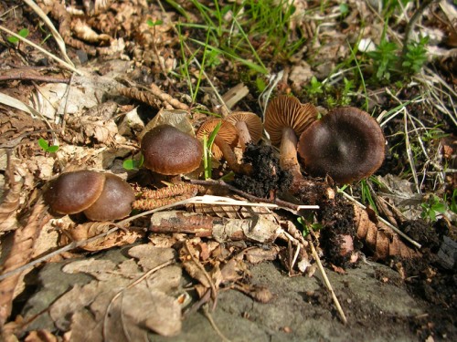 cortinarius-vernus-080425-catino