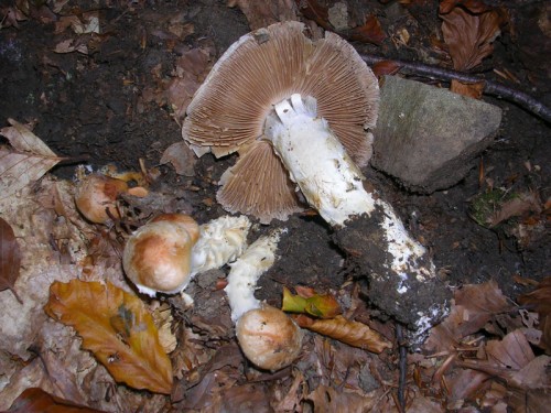 cortinarius-vulpinus-091003-pian-dello-stellaio