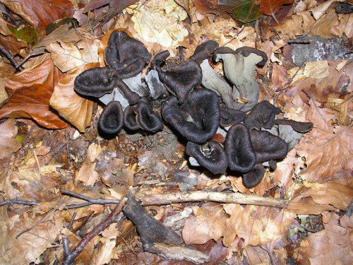 craterellus-cornucopioides-050925-donna-morta