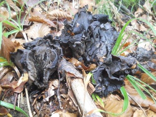 craterellus-cornucopioides-141009-monte-tresca