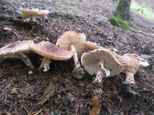 cystolepiota-aspera-141009-monte-cavallo