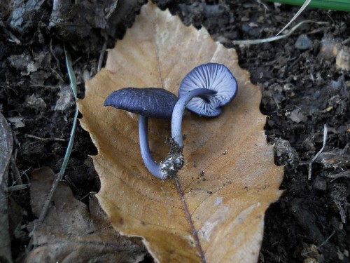 entoloma-chalybaeum-101008-casa-calistri