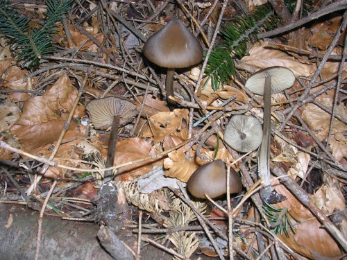 entoloma-hirtipes1-080426-monte-cavallo