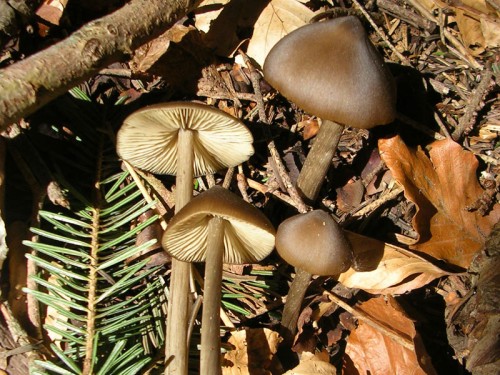 entoloma-hirtipes2-080426-monte-cavallo