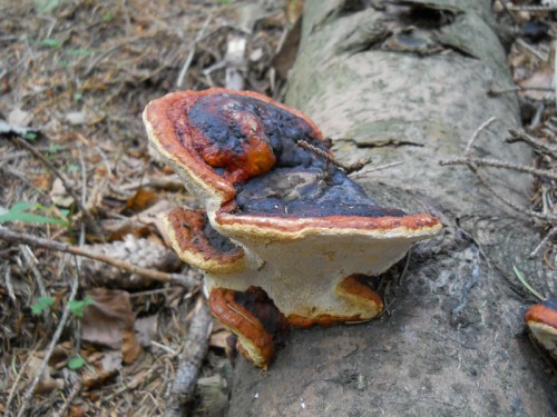 fomitopsis-pinicola-110807-monte-cavallo