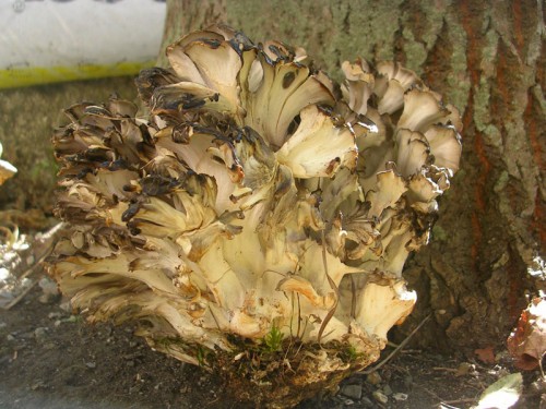 grifola-frondosa-091003