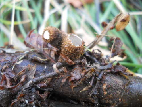 cyathus-striatus1-161015-biagioni