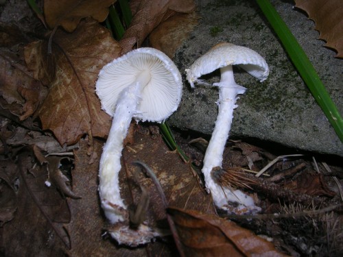 lepiota-clypeolaria-091003-pia-dello-stellaio