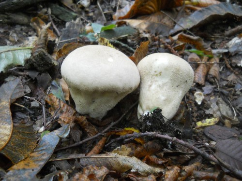 lycoperdon-lividum-131015-casa-boni