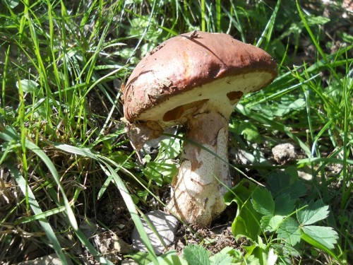 suillus-luteus-171006-pracchia