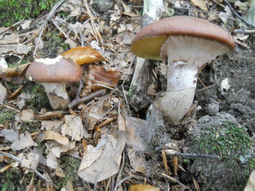 suillus-luteus-121007-casa-gnocco