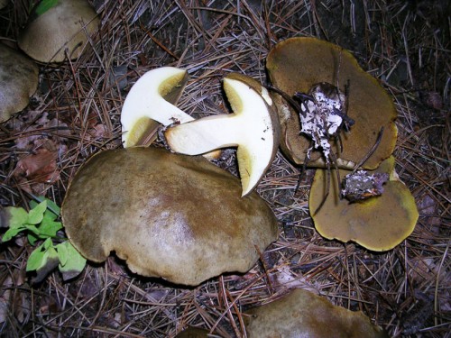 suillus-variegatus-050925-donna-morta