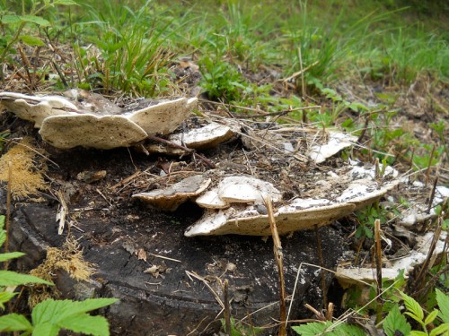 trametes-gibbosa-100809-orsigna