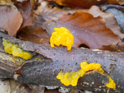 tremella-mesenterica-131013-pracchia