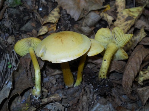 tricholoma-sulphureum-101010-casa-boni