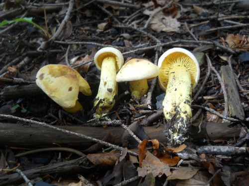 tricholoma-sulphureum-161017-abetone