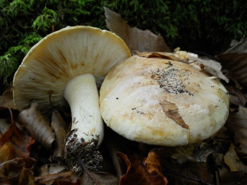 tricholoma-acerbum1-101008-pracchia