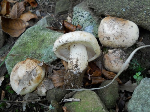 tricholoma-acerbum2-101008-pracchia