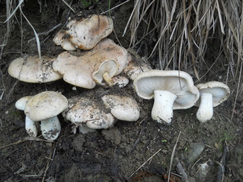 tricholoma-acerbum-131013-casa-trogoni