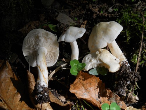 tricholoma-album-101009-casa-calistri