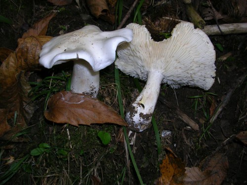 tricholoma-columbetta-050925-casa-salma