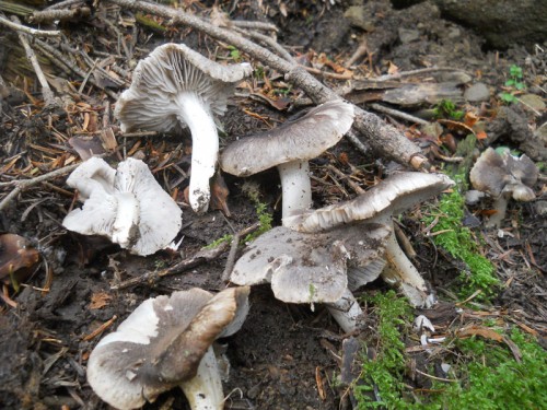 tricholoma-scalpturatum-161017-abetone