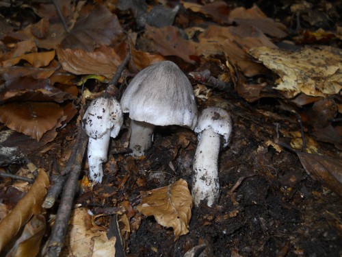 tricholoma-sciodes-131013-casa-trogoni