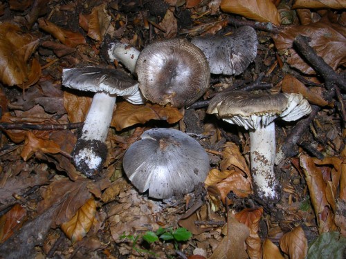 tricholoma-sciodes-091003-pian-dello-stellaio