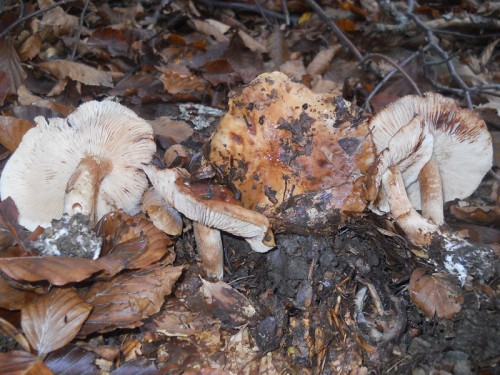 tricholoma-ustale-141009-monte-tresca