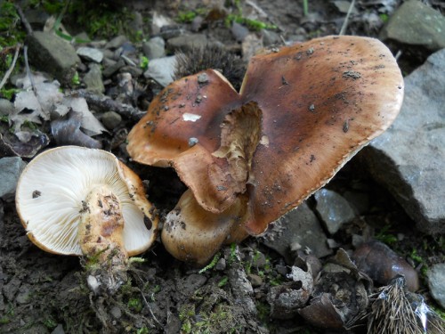 tricholoma-ustaloides-101009-casa-calistri