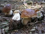 boletus-edulis-091004-monte-cavallo